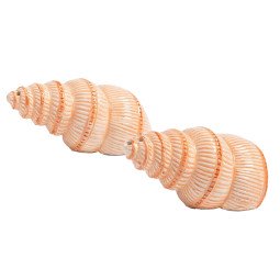 31091 Shell peper- en zoutstel