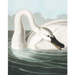 KEK Amsterdam Trumpeter Swan behangpaneel