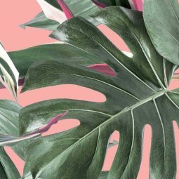 Monstera Botanical leaves behang, pink