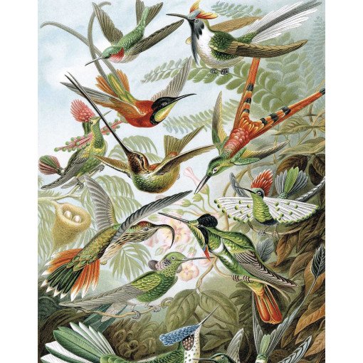 Exotic Birds behangpaneel 142x180