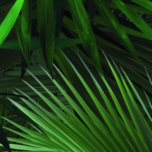 Palm behang