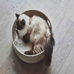 Cesto kattenmand Ø46 nougat