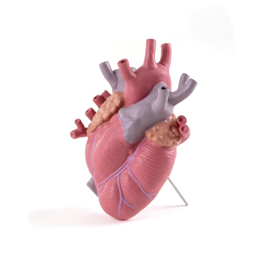 Gallery image for position 19